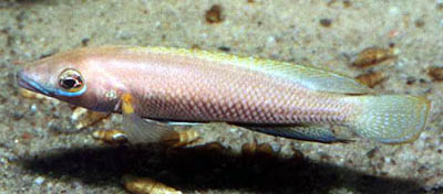 Neolamprologus nigriventris